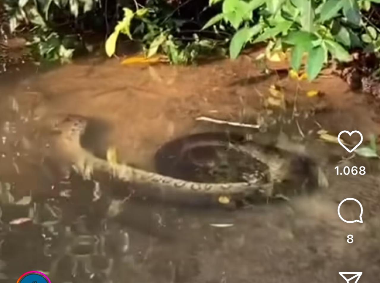 Sucuri Relaxa em Spa Natural: Vídeo Viral Mostra Cobra Enrolada em Rio