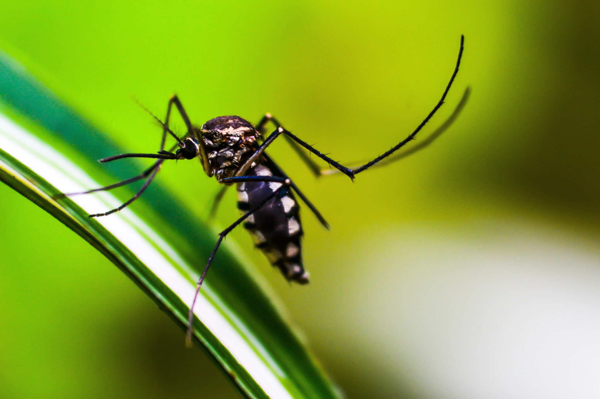Crianças de até 5 anos morrem mais de dengue, revela pesquisa