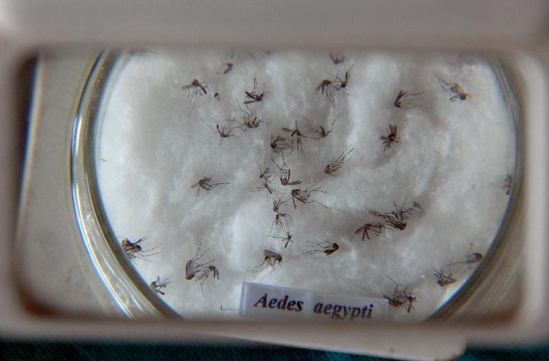 Dia D contra a dengue convoca população a eliminar focos do mosquito