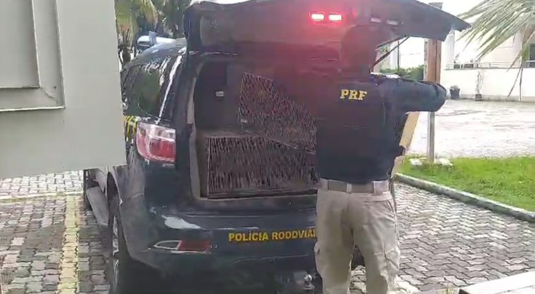 Operação Arca de Noé cumpre mandados contra traficantes de animais silvestres - Foto: Divulgação