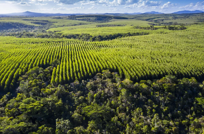 Reflorestamento para produção sustentável de papel terá R$ 200 milhões do BNDES - Foto: Divulgação/BNDES