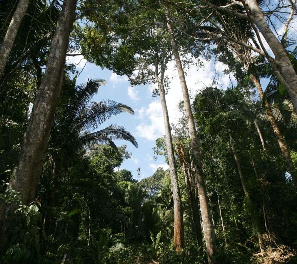 Floresta cipem 25
