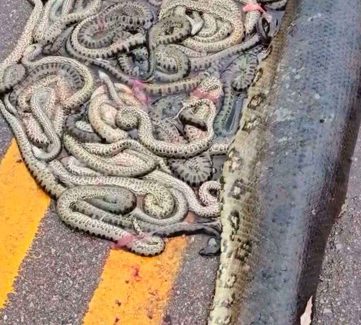 Vídeo mostra sucuri grávida morta em rodovia de Porto dos Gaúchos (MT)