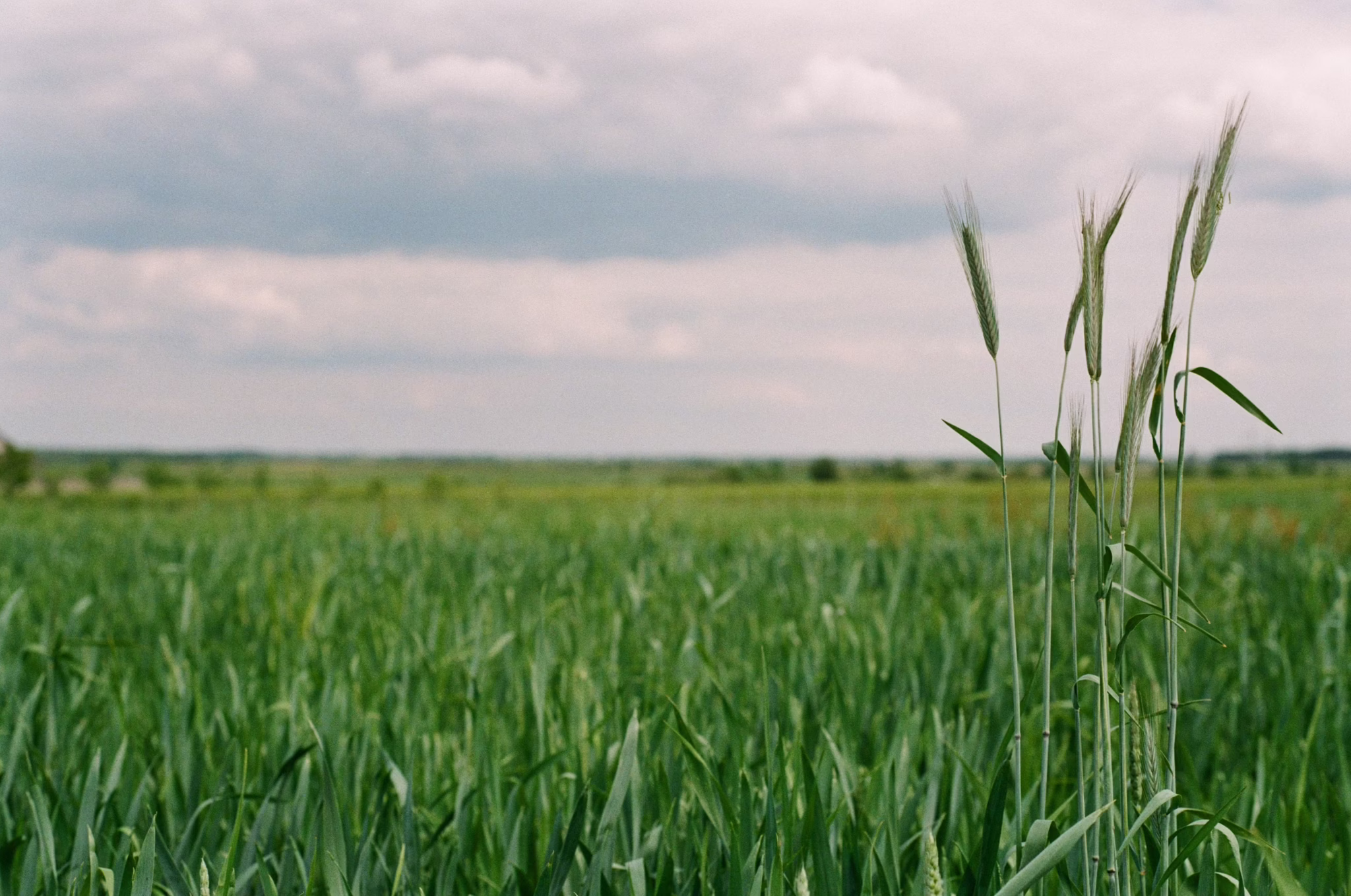 Bitcoin e o agronegócio: como a criptomoeda pode transformar negociações no campo