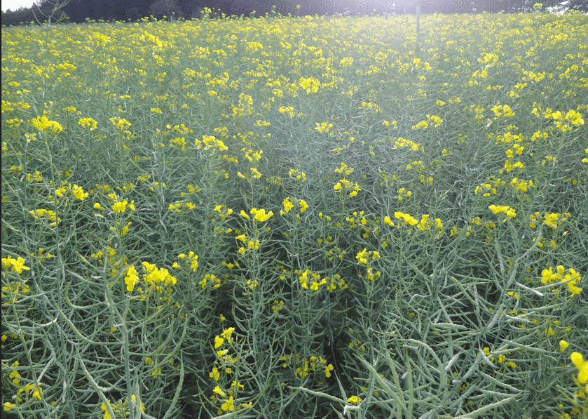 canola