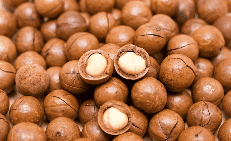 fruto seco da macadamia