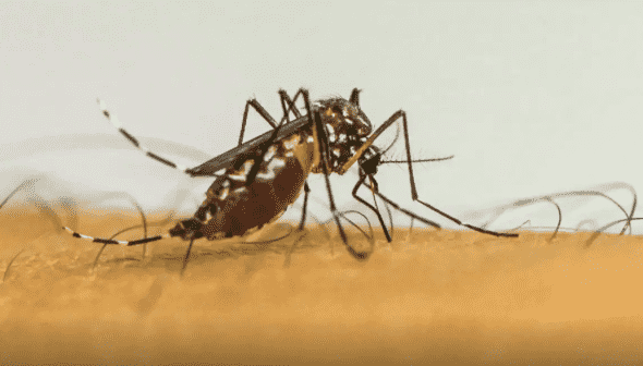 SES-MT alerta sobre prevenção ao Aedes aegypti durante período chuvoso em Mato Grosso