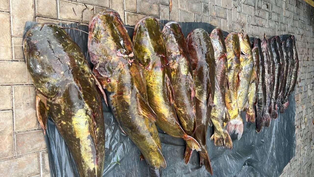 Operação Piracema: Polícia Militar Ambiental apreende 223 quilos de pescado irregular em Mato Grosso