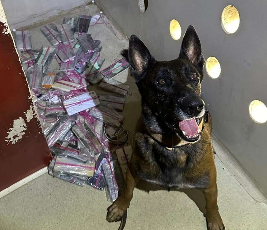 Cães farejadores apoiando a Polícia Penal em operações de busca por drogas e celulares em Mato Grosso