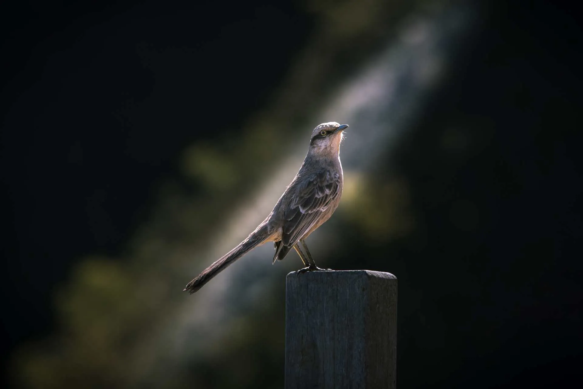 Descubra como Sagitário, Câncer, Escorpião e Aquário serão Iluminados pelos Anjos nesta Sexta-feira (10/01/2025)