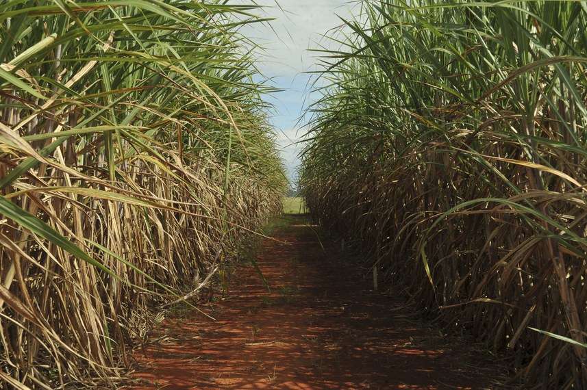plantacao cana de acucar Elza Fiuza ABr