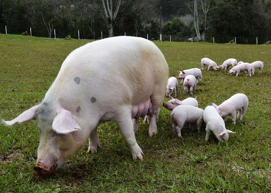 suinos embrapa 1