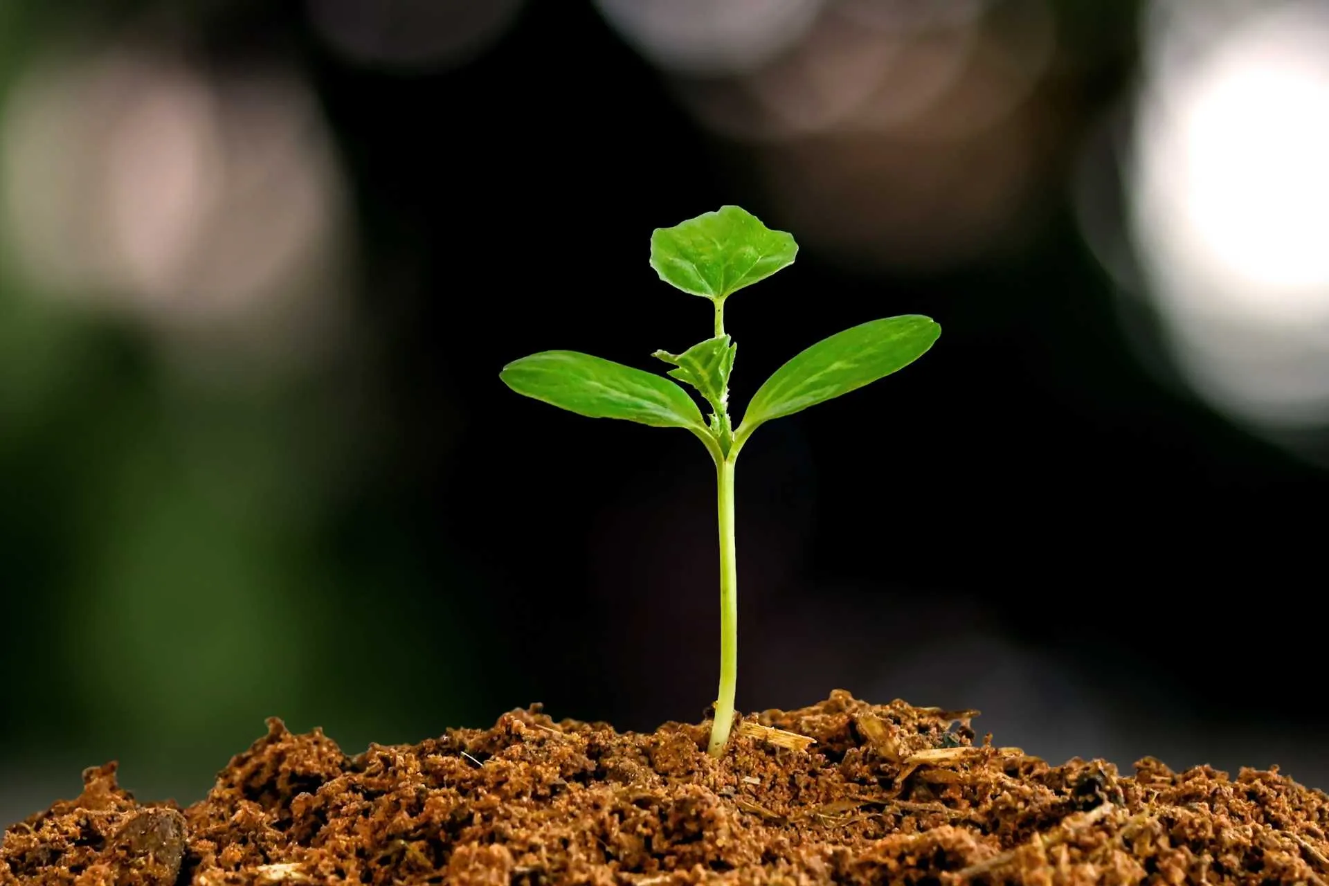 sustentabilidade