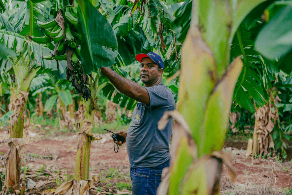 Fruticultura: Produtor de bananas melhora gestão e aumenta produtividade com apoio do Senar-MT