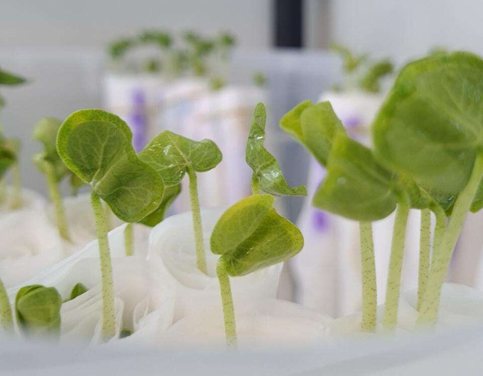 Fundação Rio Verde auxilia produtores na análise de sementes para garantir qualidade das lavouras