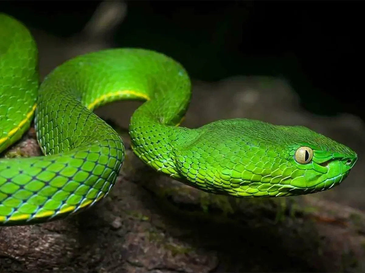Cobra Zodíaco