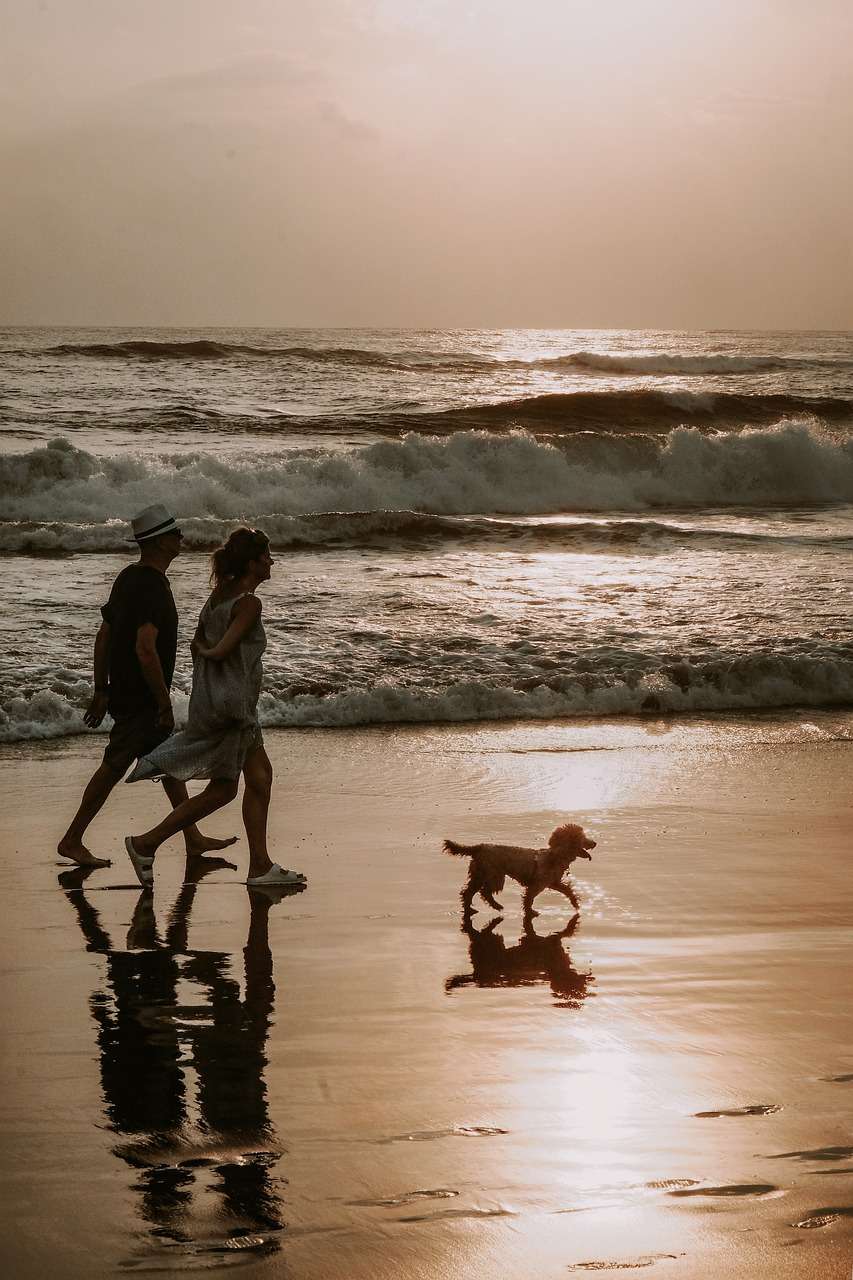 Cuidados com pets no verão: prevenção contra viroses