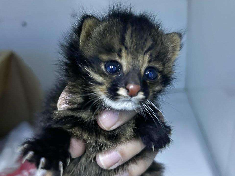 Filhote de gato palheiro resgatado em lavoura passa por avaliação médica em Mato Grosso