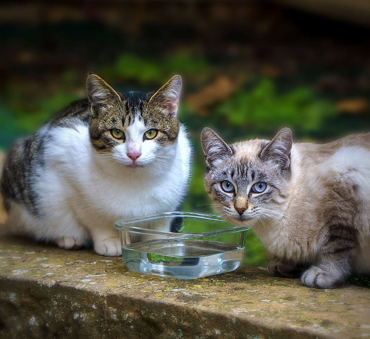 Gatos conquistam espaço nos lares brasileiros