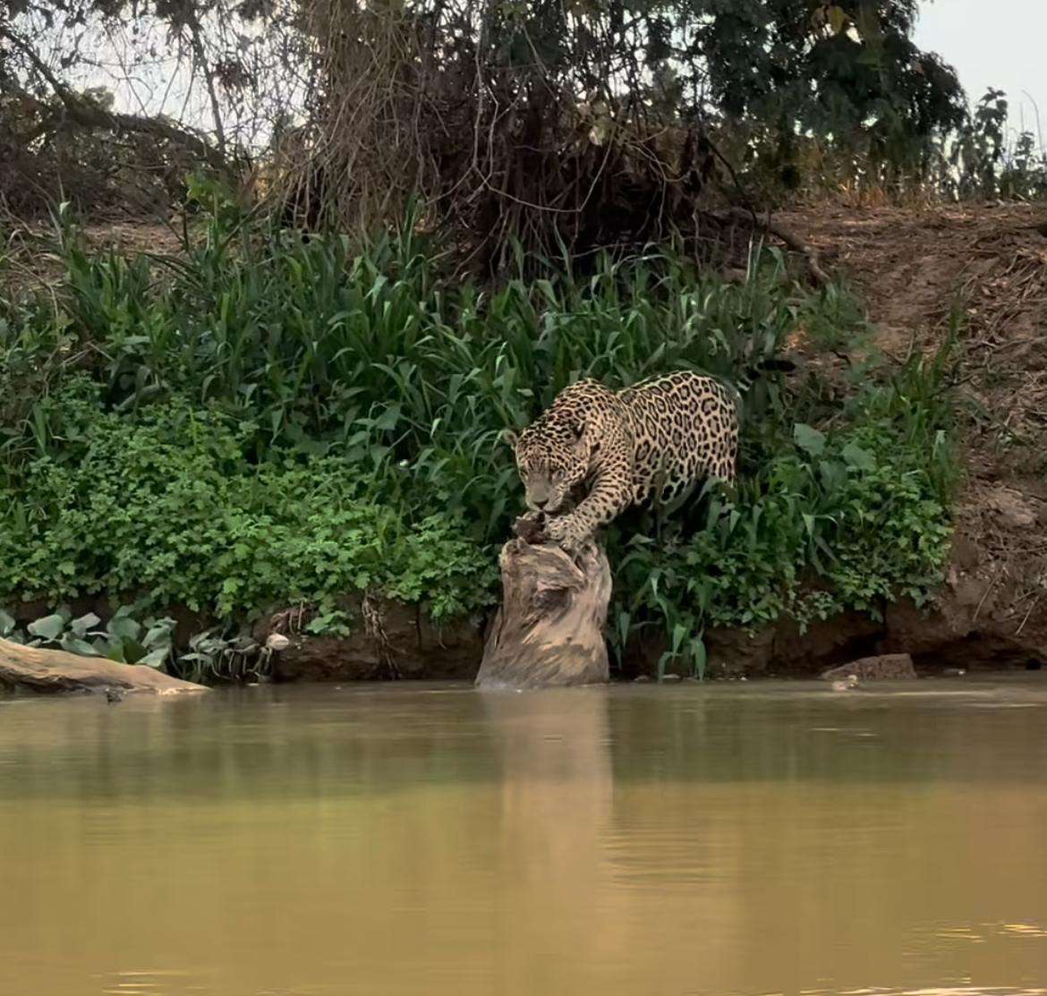 Onça-pintada é flagrada afiando as garras em espetáculo natural; cena rara no Pantanal