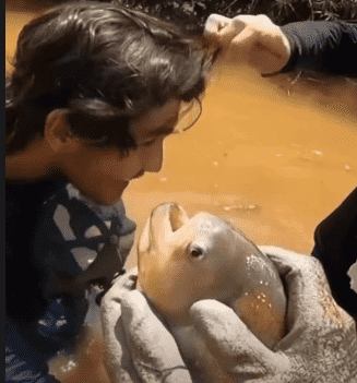 Vídeo viral mostra o poder da piranha e deixa uma lição importante