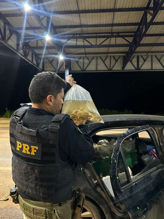 PRF apreende mais de 3 mil peixes ornamentais em Sorriso, Mato Grosso