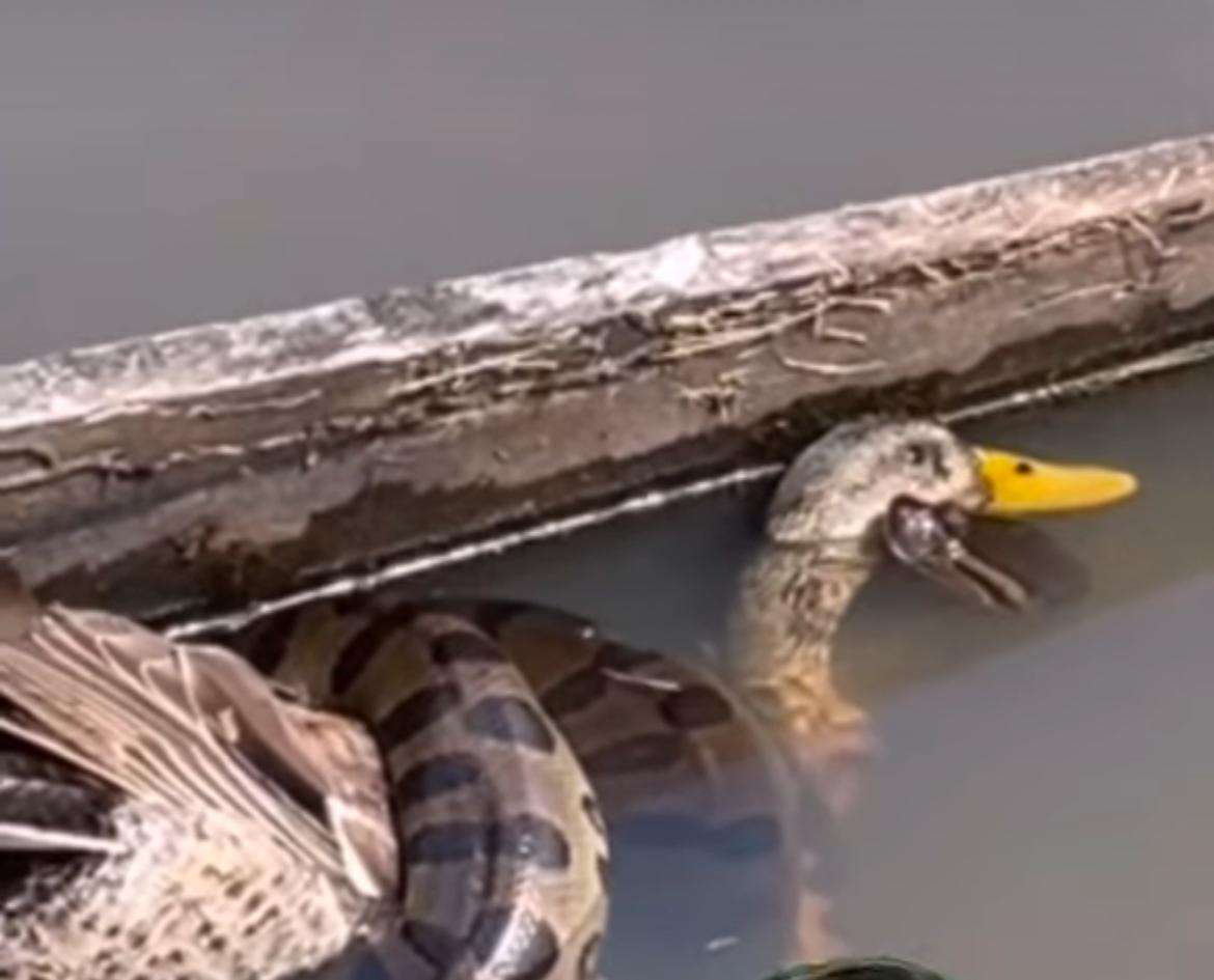 Sucuri e a luta pela sobrevivência; pato é alvo da maior cobra do Brasil 