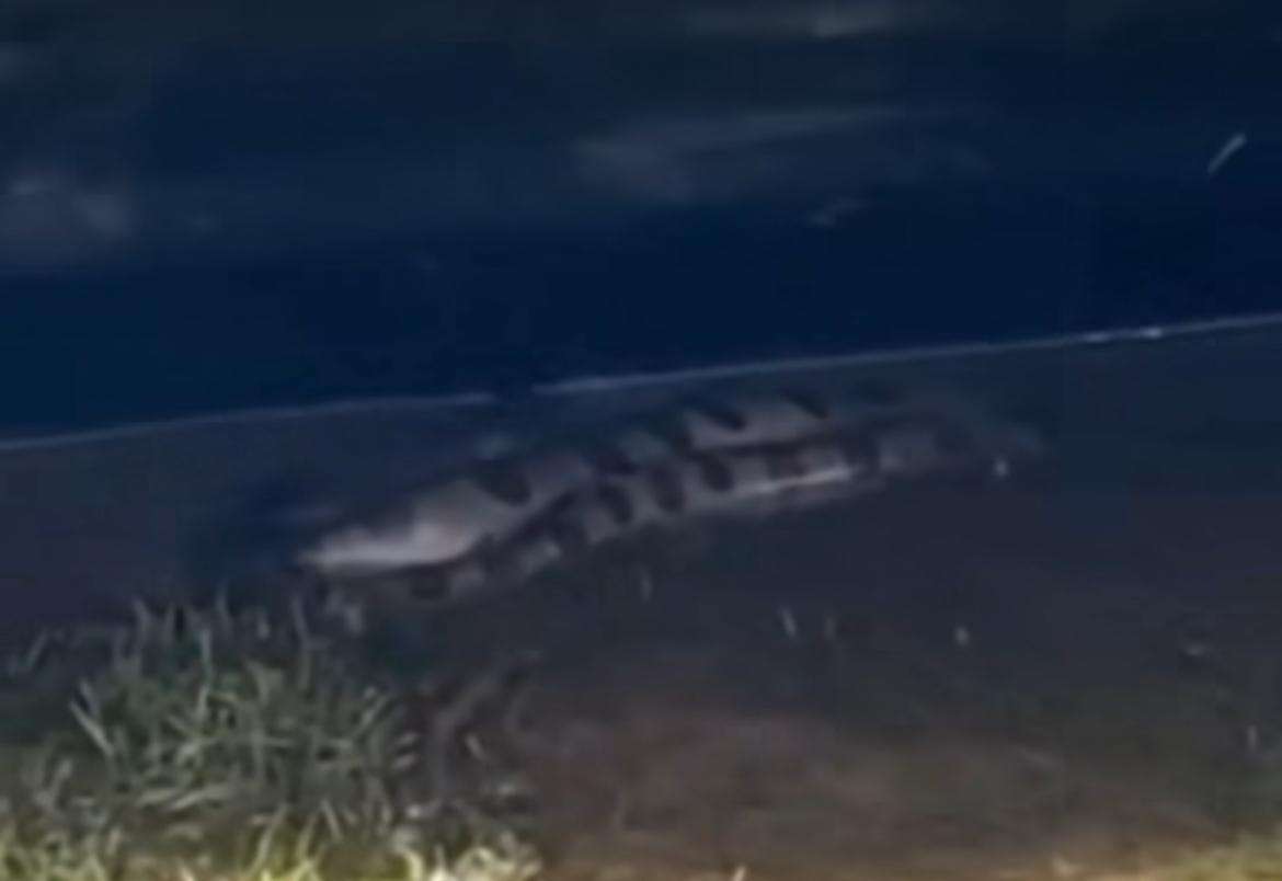 Cobra sucuri gigante encanta banhistas ao se esconder debaixo de Jet Ski 