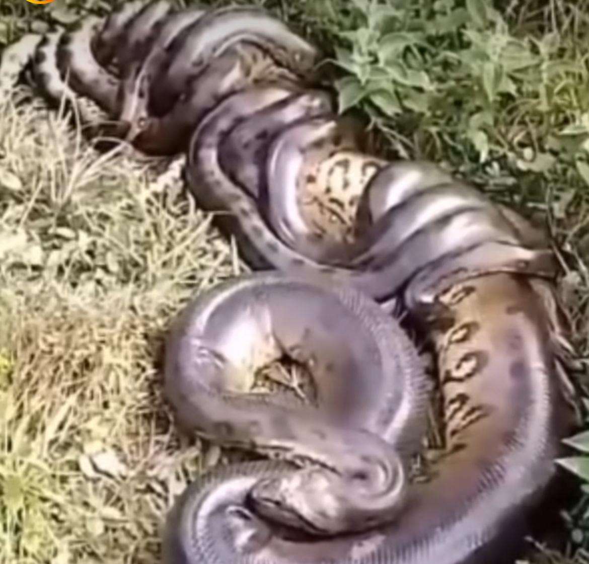 Batalha de gigantes: machos de sucuri se enrolam em disputa por fêmea gigantesca