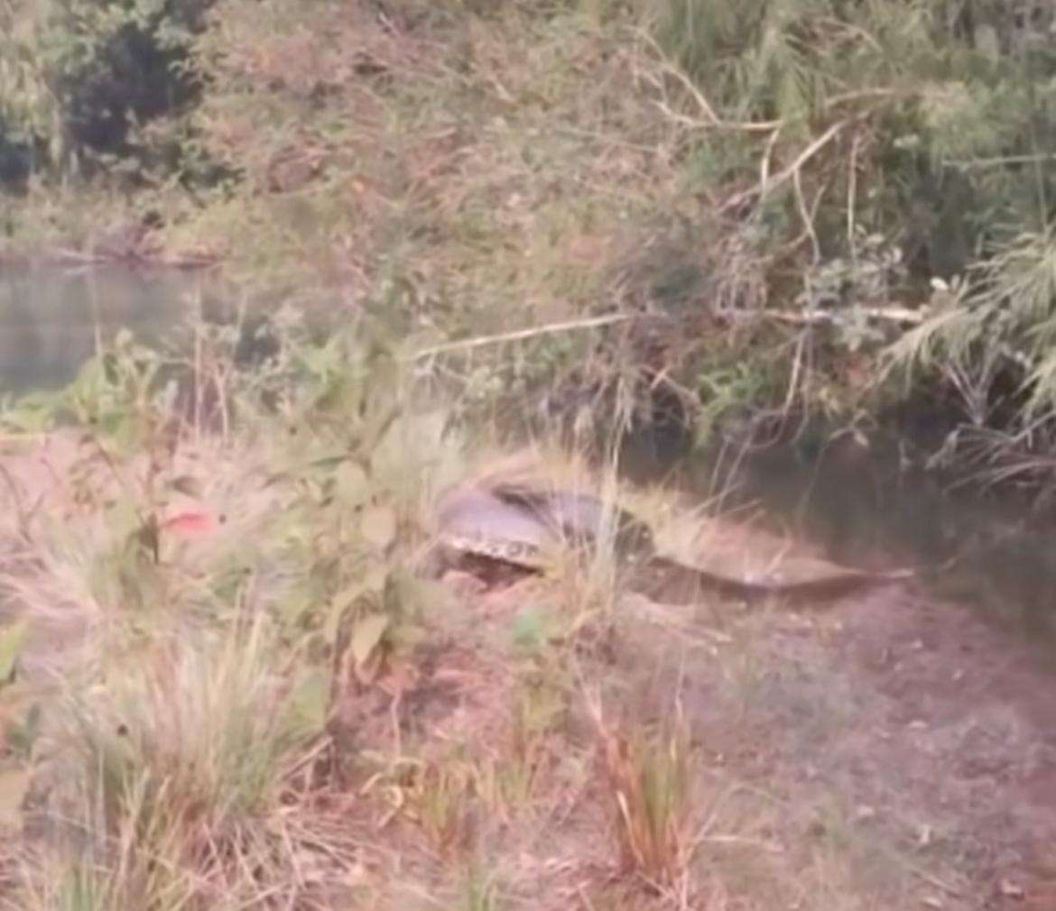 Sucuri veloz;  a gigante das águas que surpreende com sua agilidade
