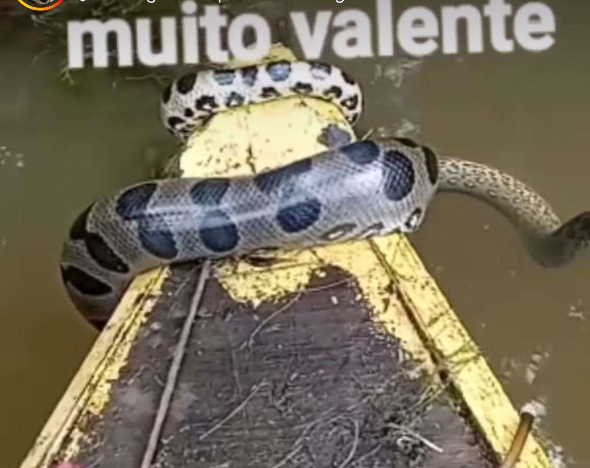 Sucuri ‘toma posse’ de canoa e diverte a web