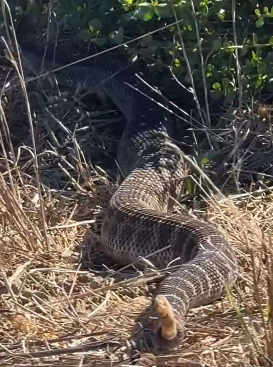 Cobra cascavel; guardiã da natureza e doadora de veneno poderoso