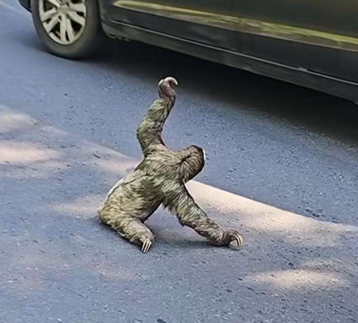 Bicho-preguiça no trânsito; o resgate que parou uma avenida e aqueceu corações