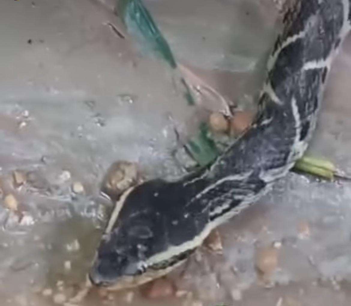 Jararacuçu tomando água encanta e viraliza na web; cena rara na natureza