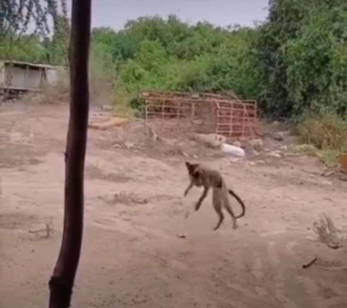 Gato “olímpico” rouba presa de cobra cipó em salto espetacular