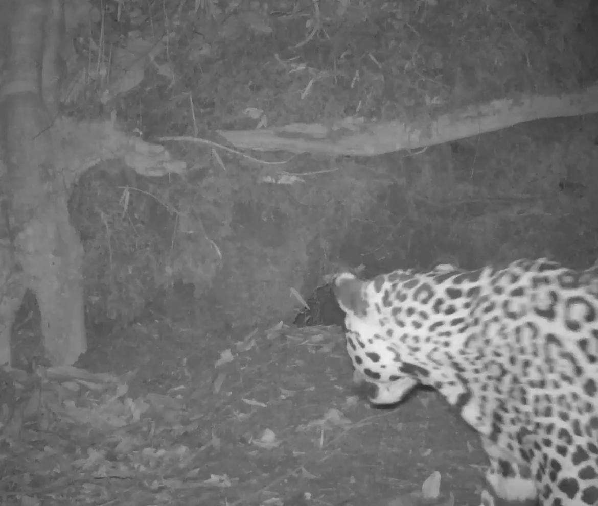 Onça-pintada tenta invadir a toca de um tatu-canastra no pantanal