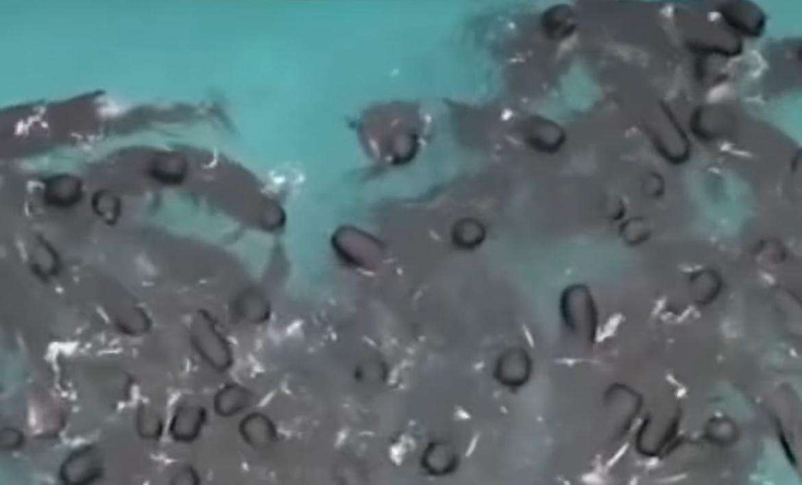 Por que as baleias encalham e o que isso realmente significa? Mistério no mar