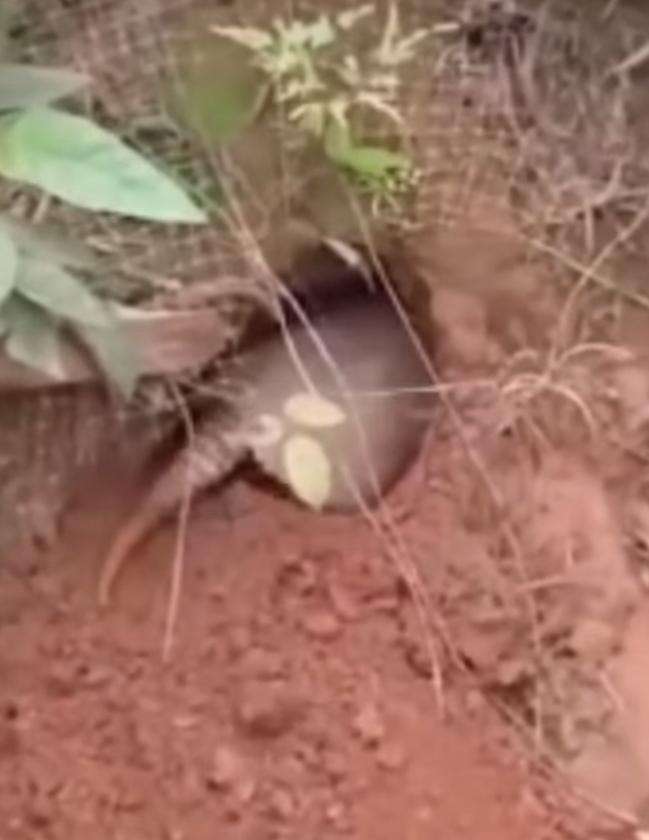 A caçada incrível de um tatu contra um sapo cururu; o duelo da natureza