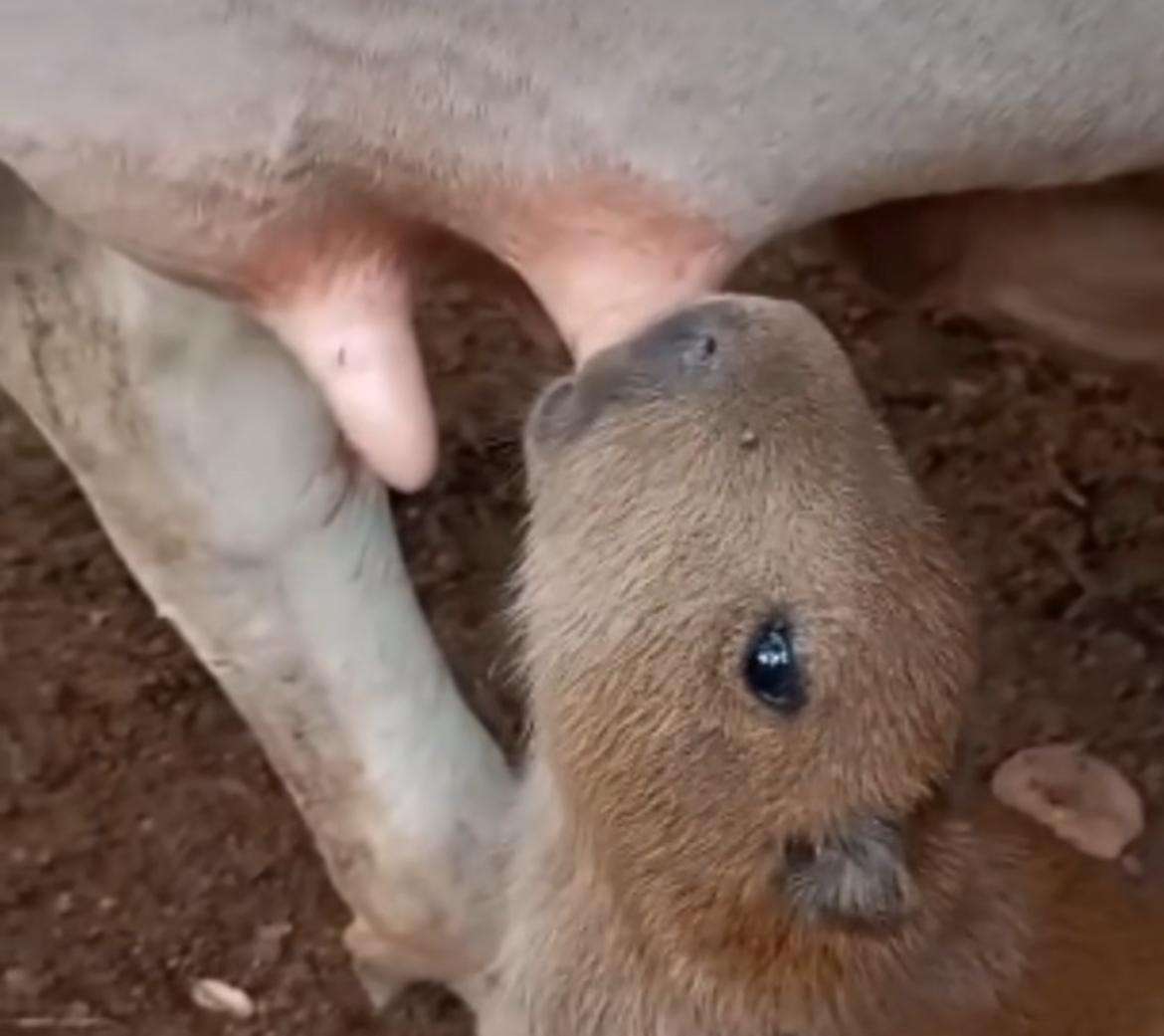 Filhote de capivara mamando em vaca surpreende o mundo animal