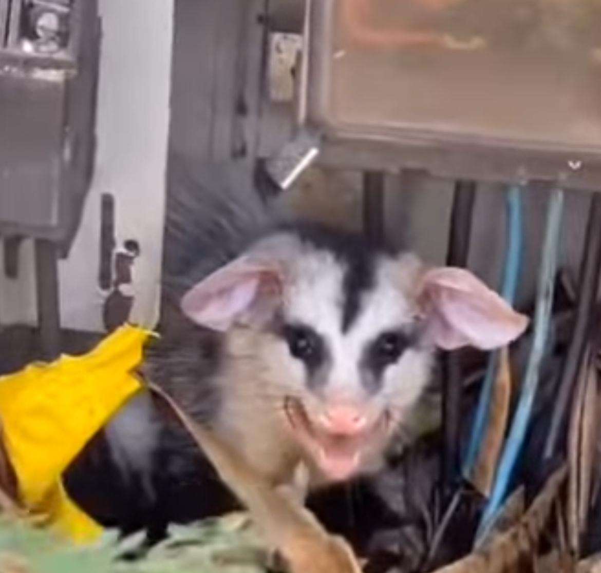 Gambá rabugento é descoberto em caixa de eletricidade e rouba a cena; flagrante inusitado