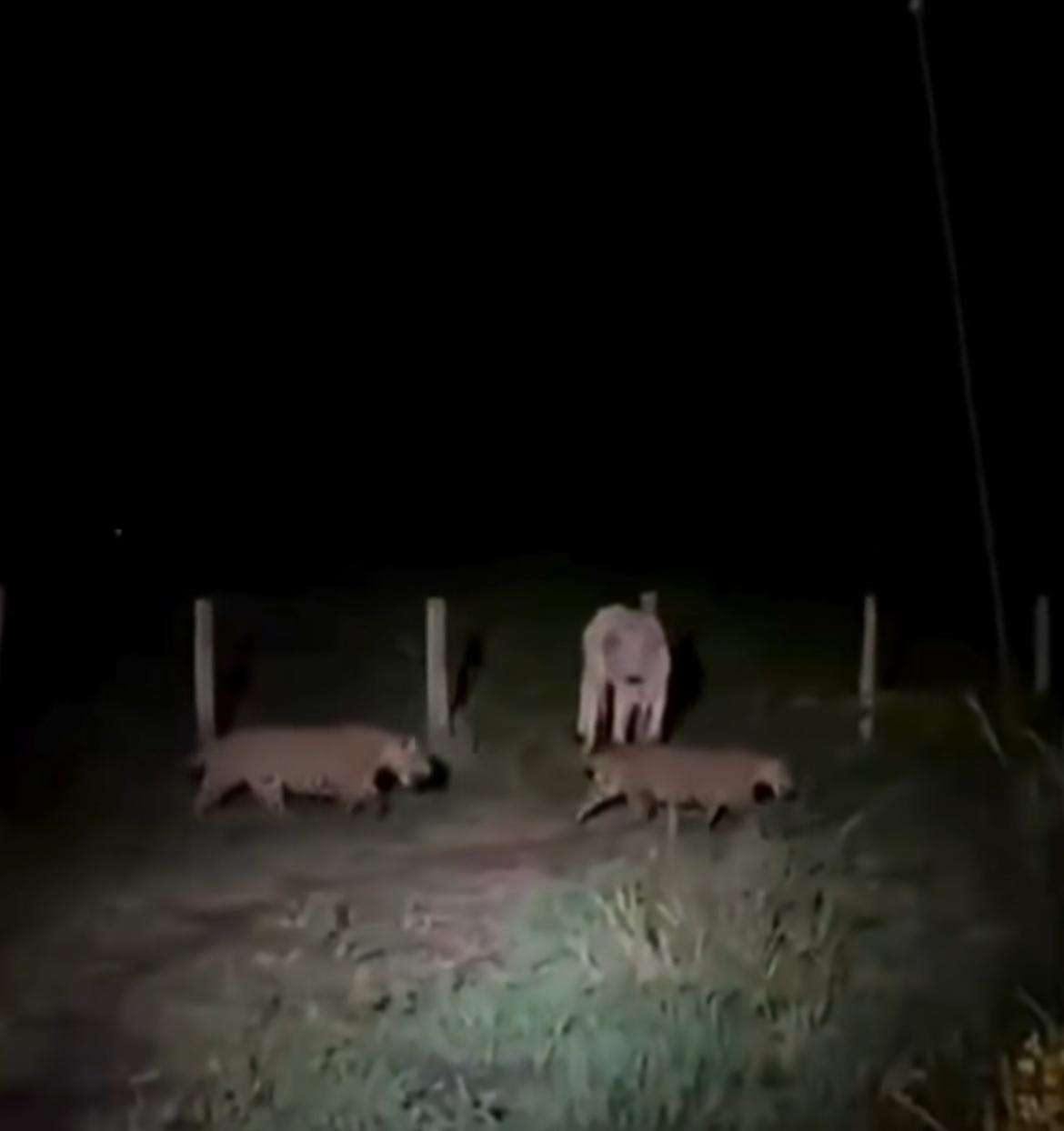 Duas onças e uma vaca em um momento de paz selvagem; o encontro inusitado