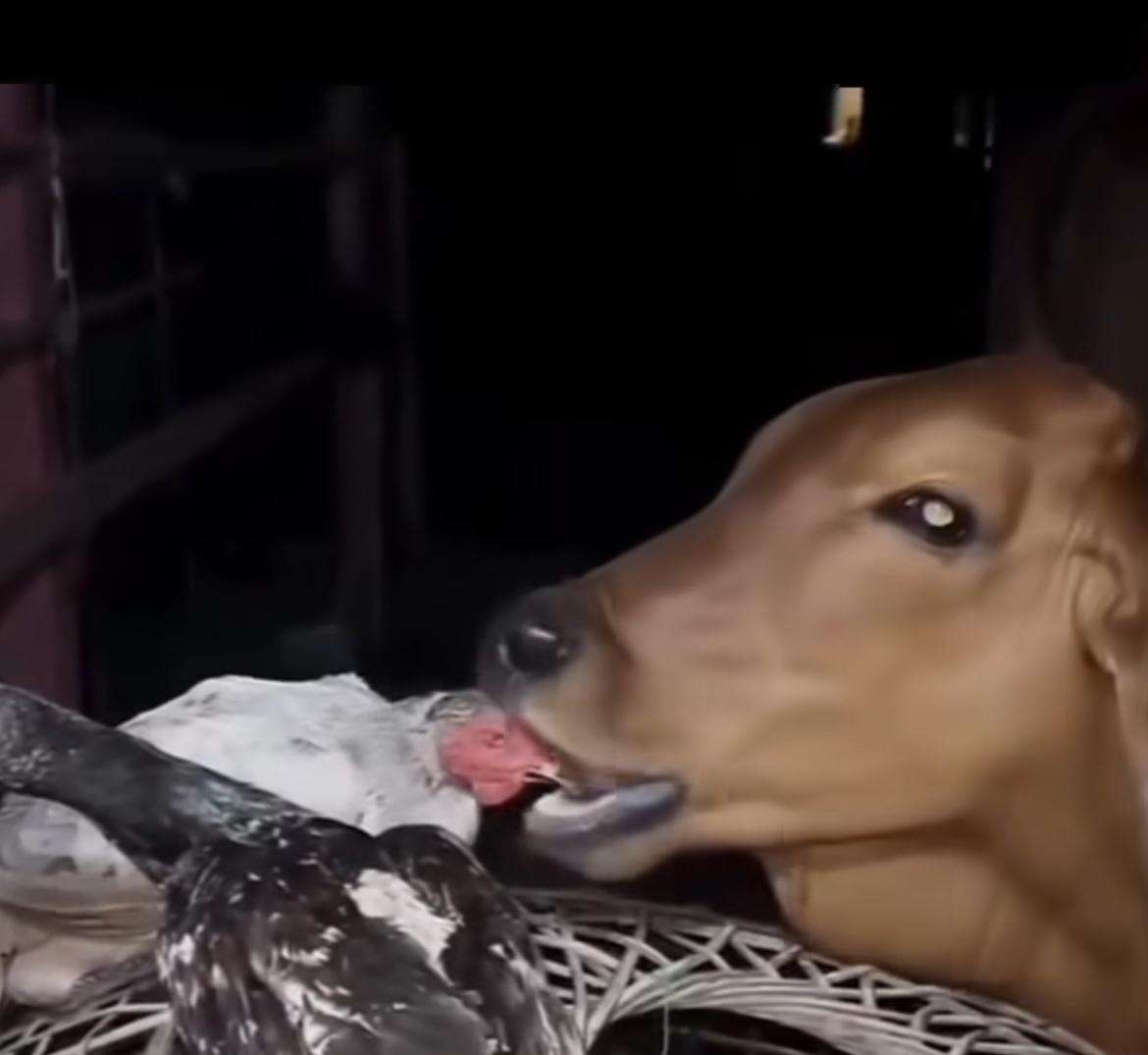 Carinho ou lanchinho? o vídeo da vaca e do frango que intrigou a internet