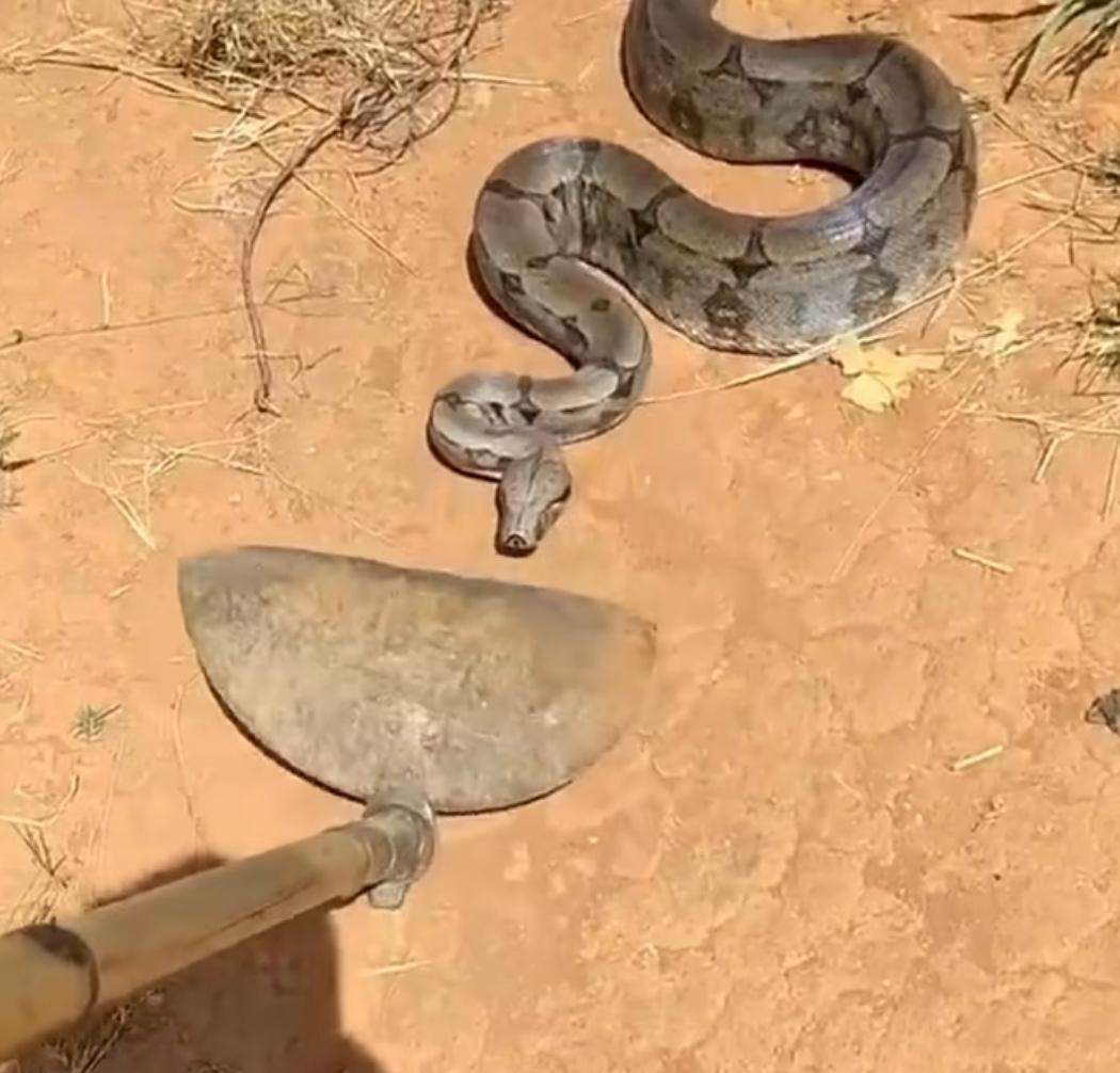 Jiboia furiosa! vídeo viral mostra serpente reagindo com toda sua fúria a uma enxada