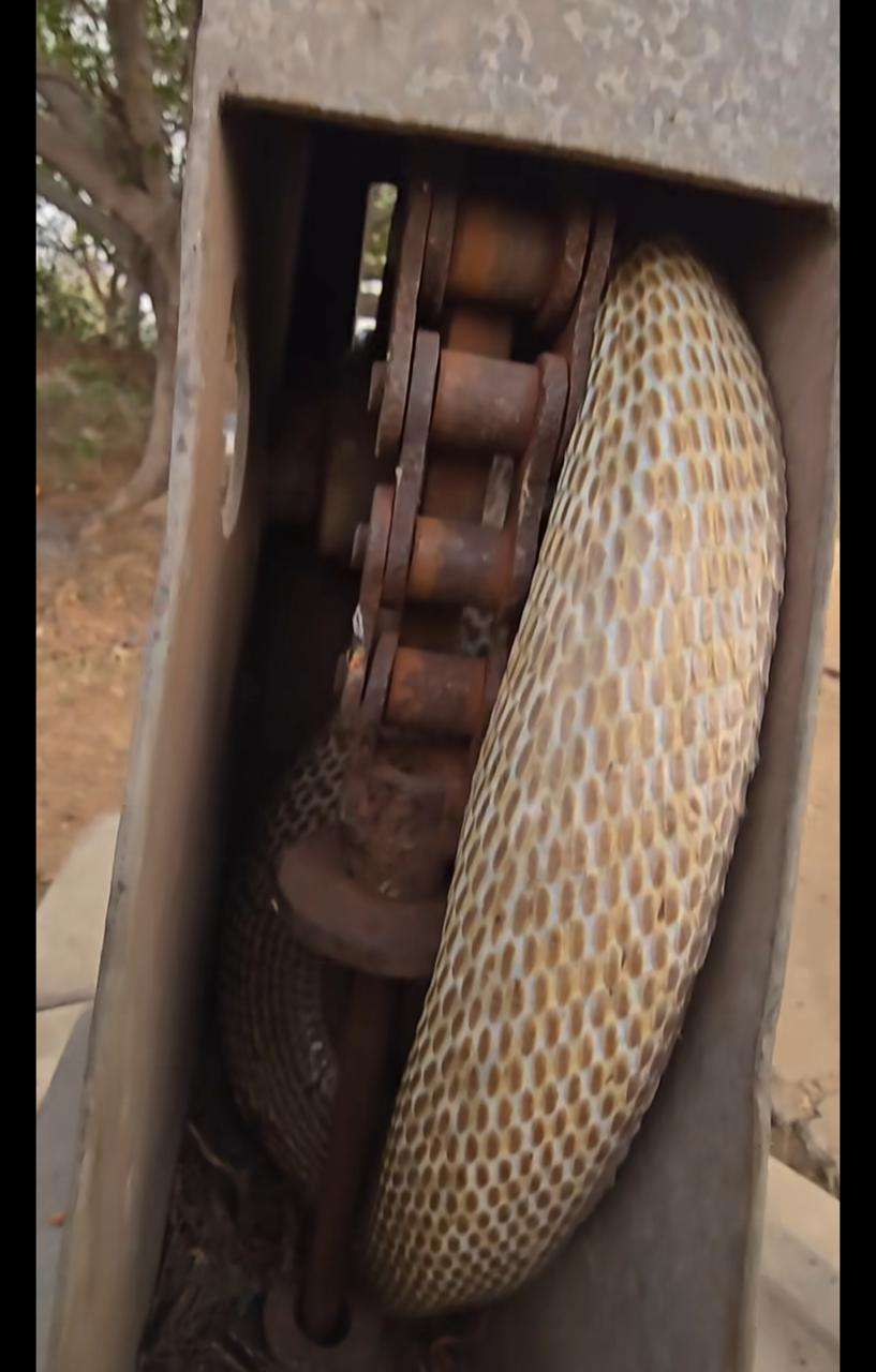 O encontro surpreendente com uma cobra venenosa no meio do trabalho
