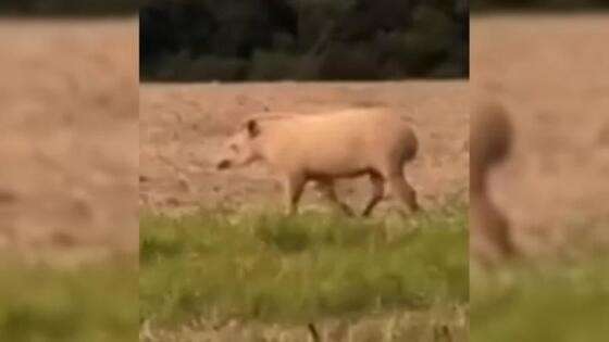 Anta Albina é flagada em plantação de Soja em Nova Mutum