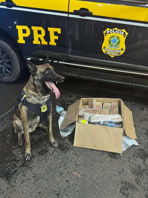 Cão farejador da PRF localiza drogas em ônibus na BR-364, em Rondonópolis