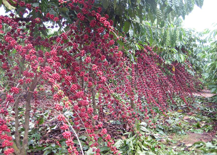 Indicador do café robusta cai com força em abril