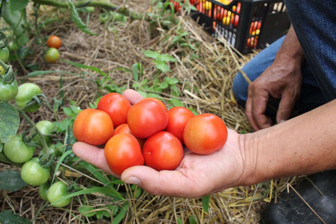 Propriedades orgânicas certificadas no PR terão desconto em taxas de juros no Plano Safra 24/25