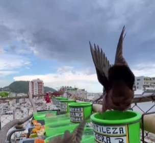 O voo magistral do Falcão Femoralis em busca de sua presa; ataque aéreo perfeito