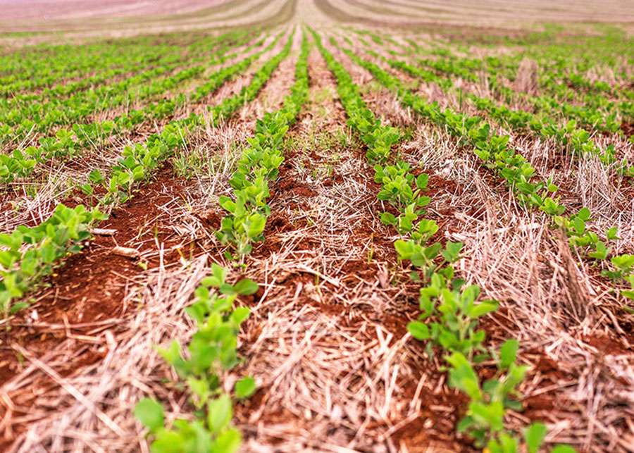 Novas cultivares de soja com tecnologia inovadora chegam ao mercado para a safra 2024/2025